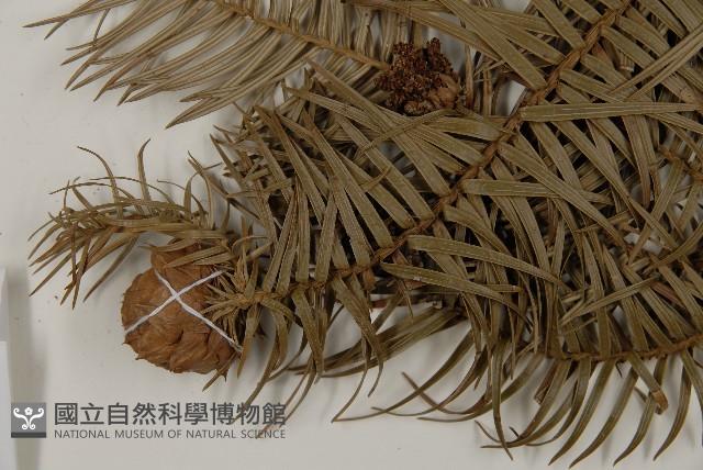 杉木藏品圖，第4張