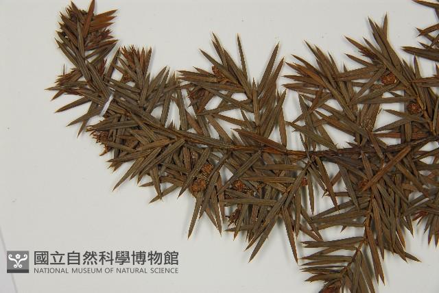 刺柏藏品圖，第4張