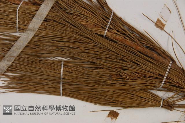 馬尾松藏品圖，第4張