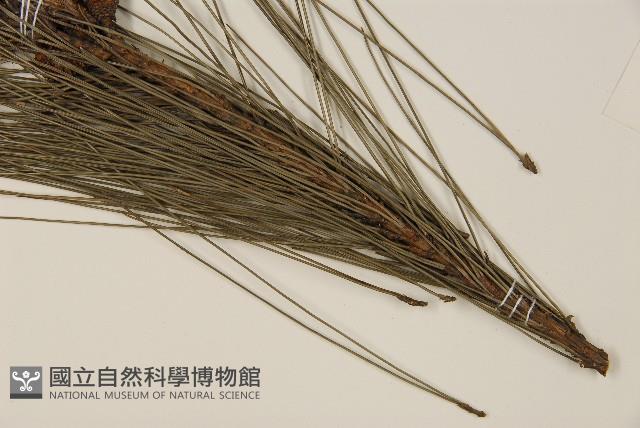 馬尾松藏品圖，第4張