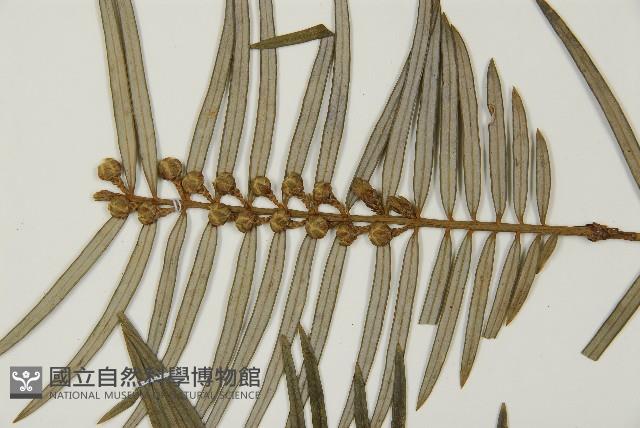 三尖杉藏品圖，第4張