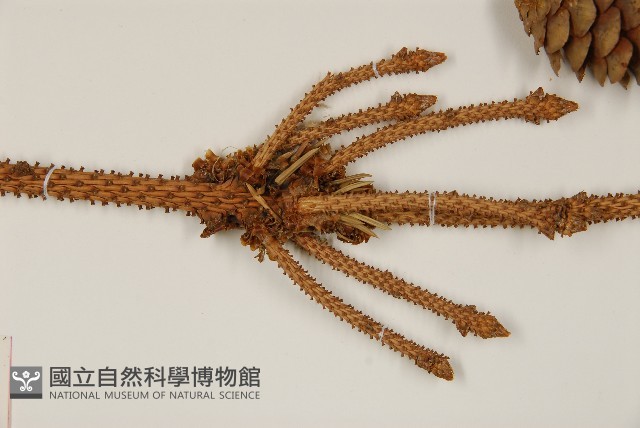 青杆藏品圖，第4張