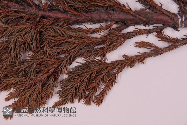 香青藏品圖，第4張