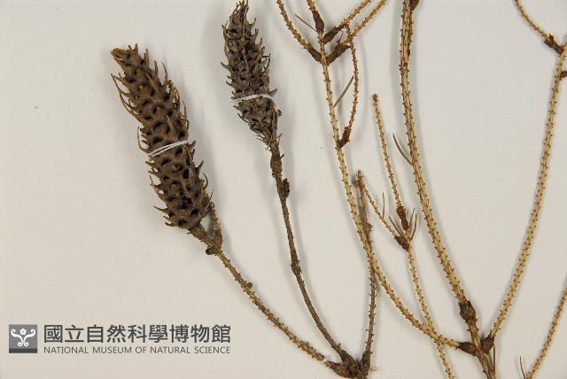 臺灣雲杉藏品圖，第4張