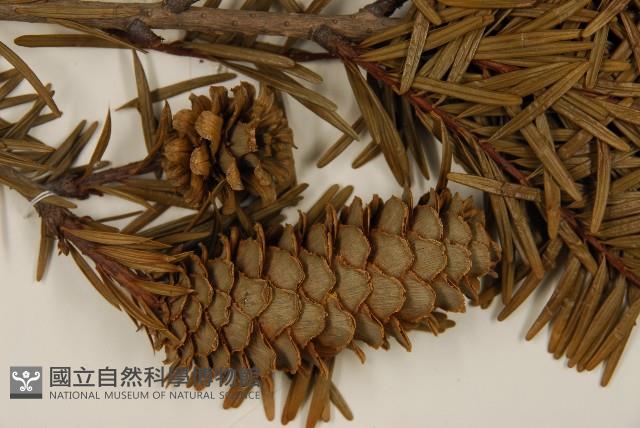 臺灣油杉藏品圖，第4張