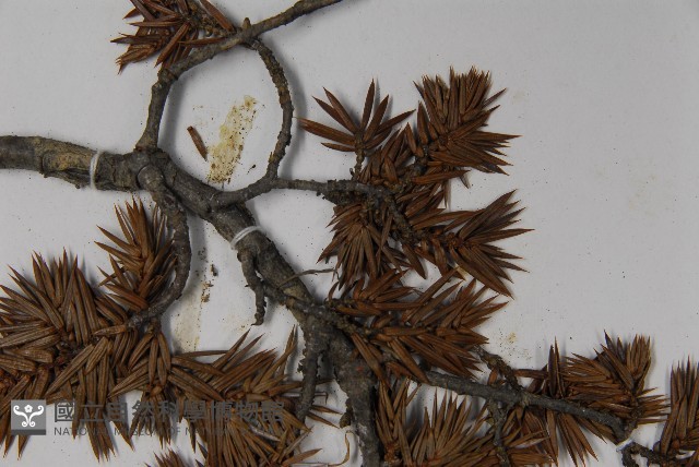 刺柏藏品圖，第4張