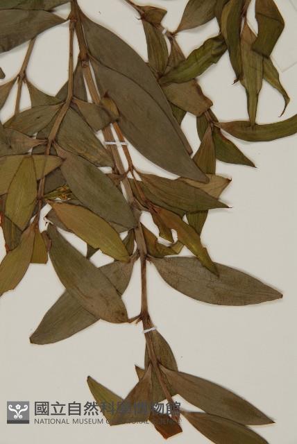 竹柏、南攻竹柏藏品圖，第4張