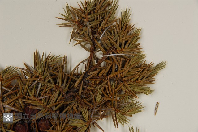 刺柏藏品圖，第4張