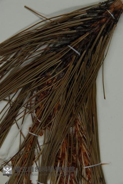 雲南松藏品圖，第4張