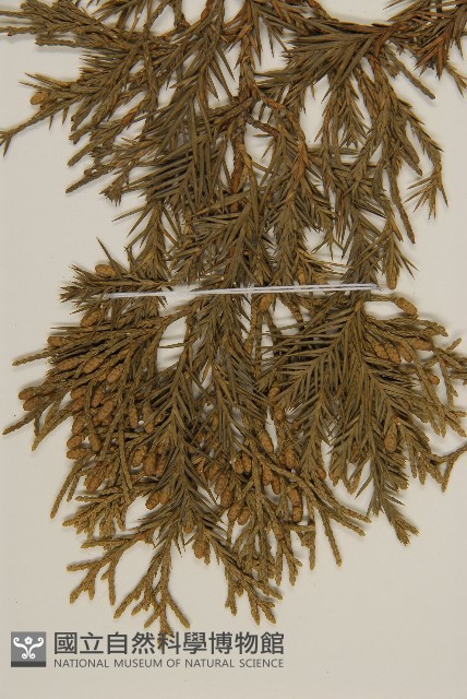 檜柏藏品圖，第4張