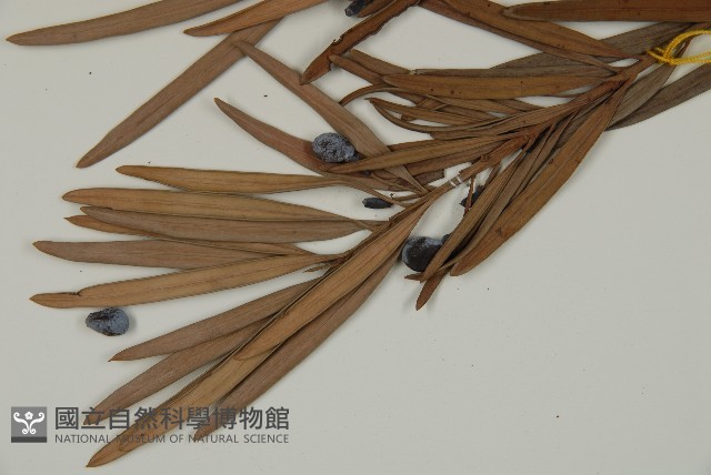 大葉羅漢松藏品圖，第4張