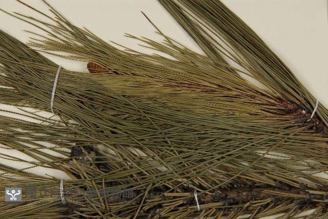 馬尾松藏品圖，第4張