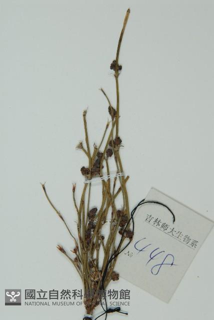 草麻黃藏品圖，第4張