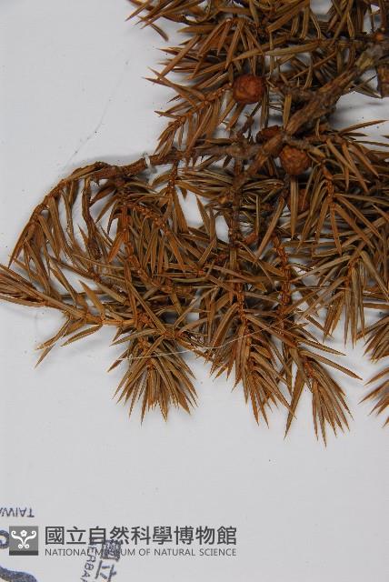 刺柏藏品圖，第4張