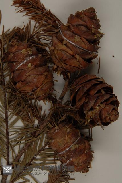 臺灣黃杉藏品圖，第3張