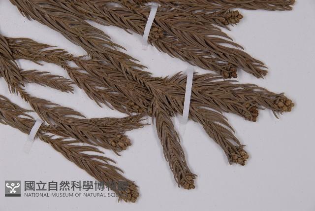 杉木藏品圖，第4張