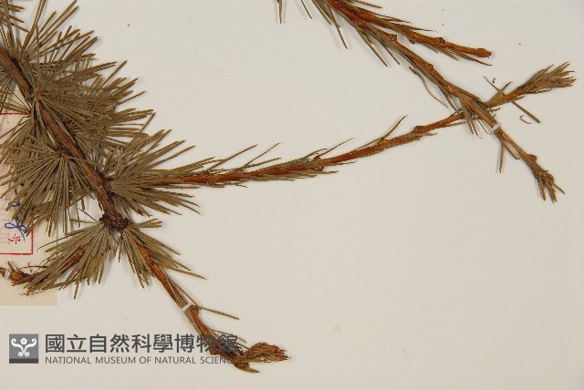 登錄號:G000804藏品圖，第4張