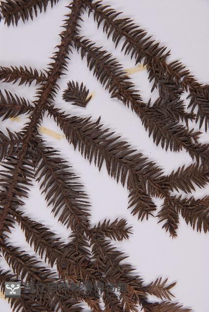 肯氏南洋杉藏品圖，第4張