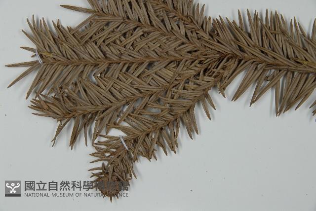 巒大杉、香杉藏品圖，第4張