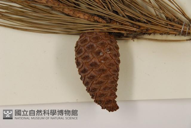 臺灣二葉松藏品圖，第3張