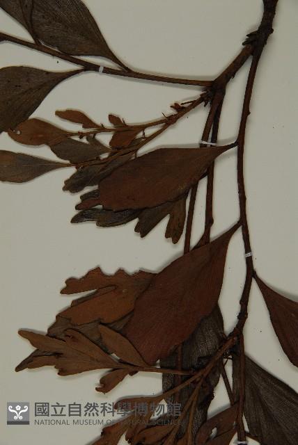 菲律賓羅漢松藏品圖，第4張