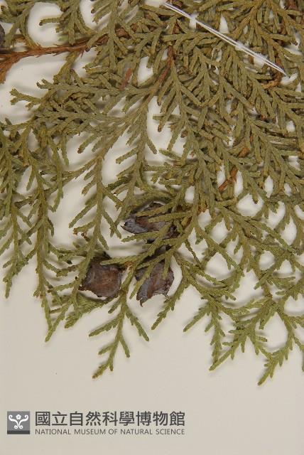 側柏藏品圖，第4張