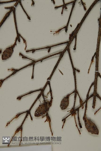 臺灣鐵杉藏品圖，第3張