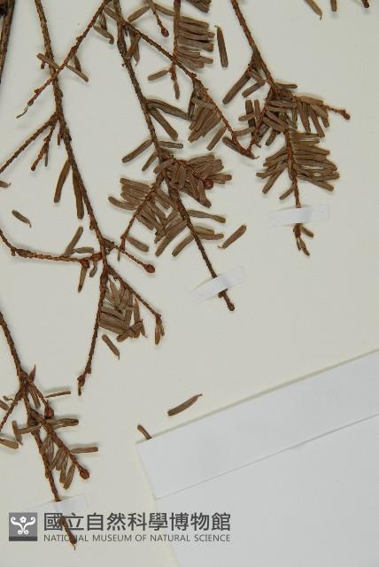 臺灣鐵杉藏品圖，第4張