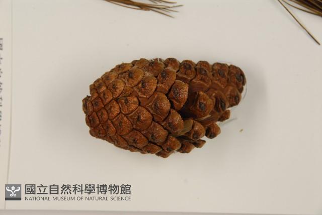 思茅松藏品圖，第4張