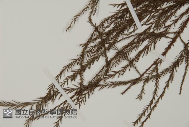 池杉藏品圖，第4張