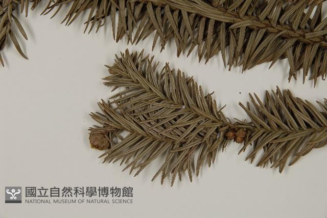 香杉、台灣杉木藏品圖，第4張