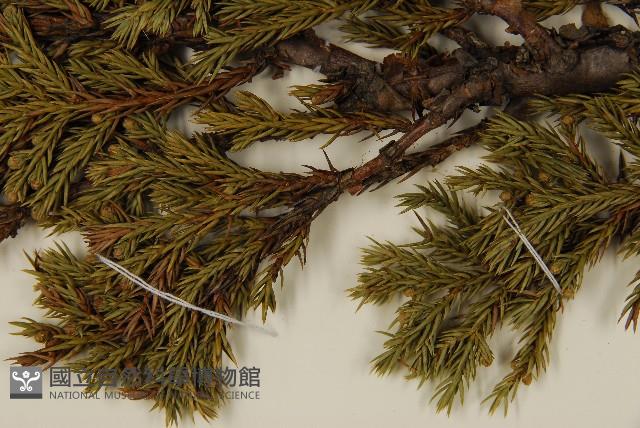 香青藏品圖，第4張