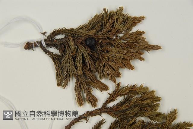 香青藏品圖，第4張