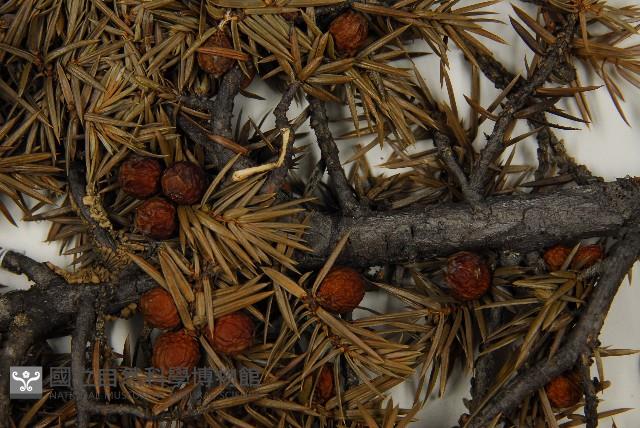 刺柏藏品圖，第4張