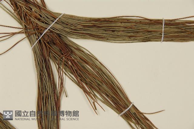 臺灣二葉松藏品圖，第3張