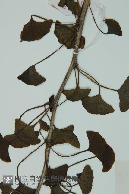 銀杏藏品圖，第4張