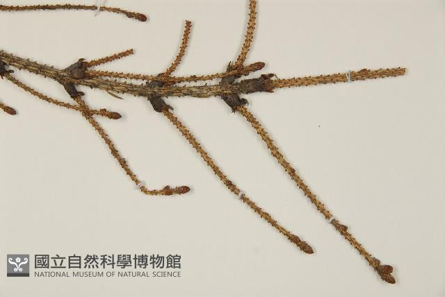 臺灣雲杉藏品圖，第4張