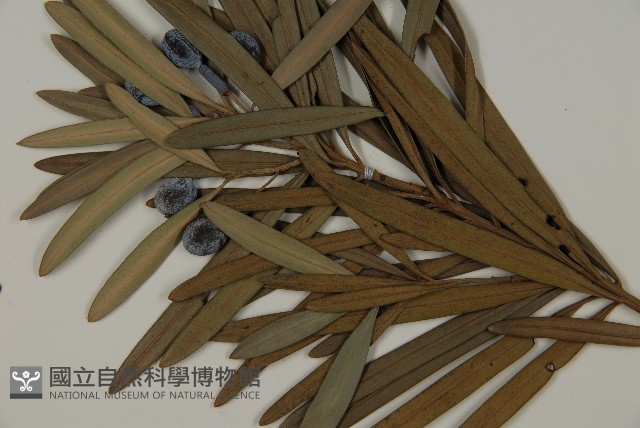 大葉羅漢松藏品圖，第4張