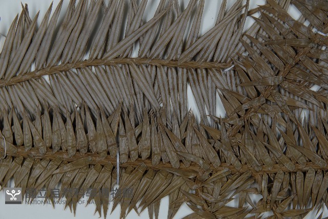 杉木藏品圖，第4張