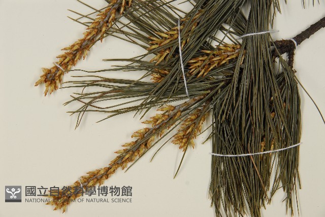 臺灣華山松藏品圖，第4張