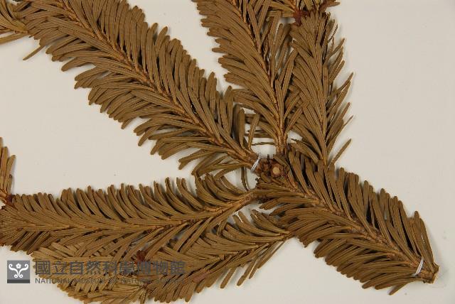 臺灣冷杉藏品圖，第4張