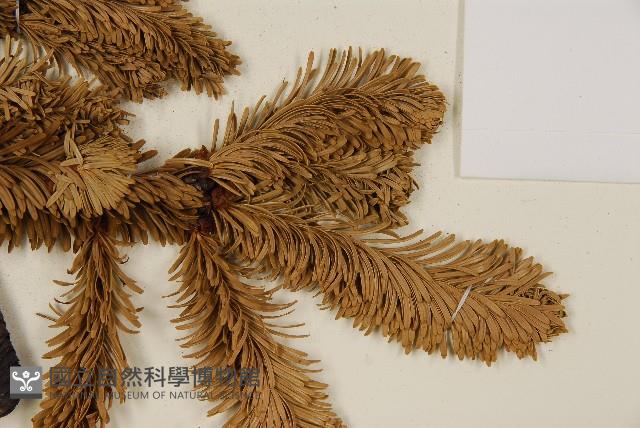 臺灣冷杉藏品圖，第4張