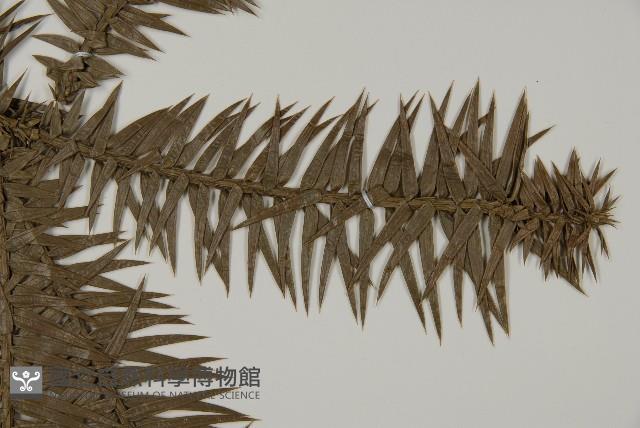 杉木藏品圖，第4張