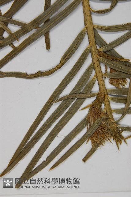 高山三尖杉藏品圖，第4張