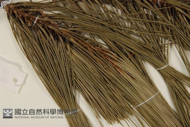 臺灣二葉松藏品圖，第3張