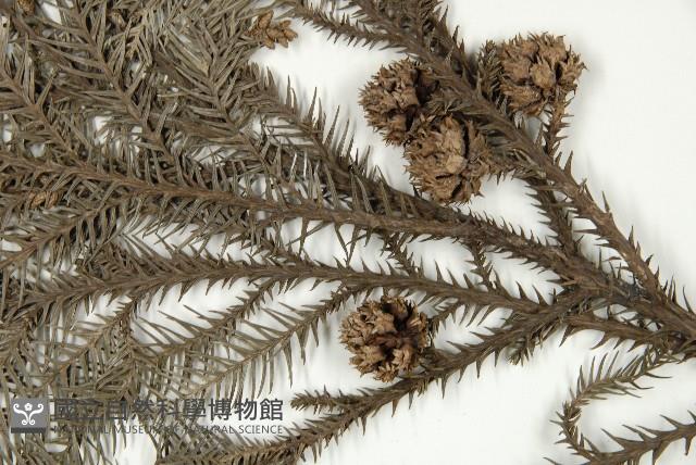 柳杉藏品圖，第4張