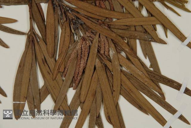 大葉羅漢松藏品圖，第4張