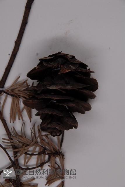 臺灣黃杉藏品圖，第3張