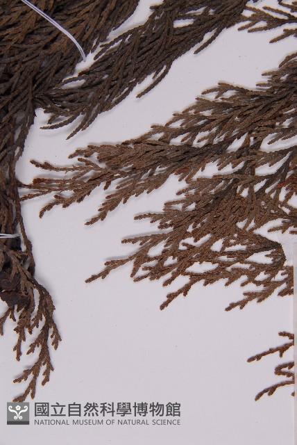 柏木、柏樹藏品圖，第4張