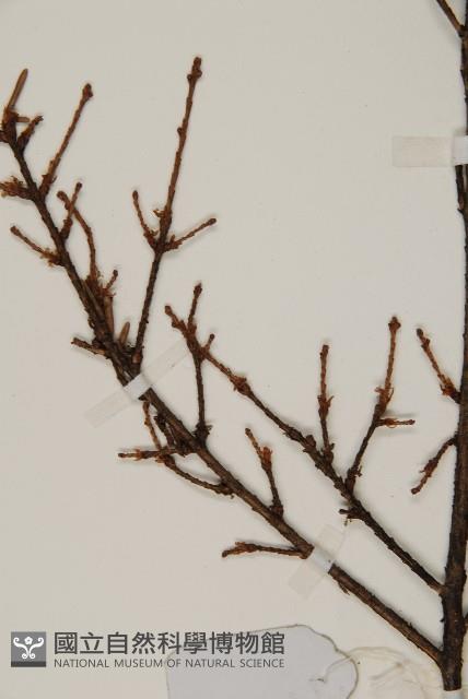 雲南鐵杉藏品圖，第4張